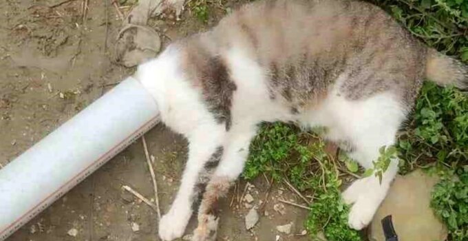 Samandağ’da Boruya Sıkışan Kedi İtfaiye Tarafından Kurtarıldı
