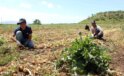 Şanlıurfa’dan Hatay’a göç eden tarım işçileri zorlu şartlarda çalışıyor